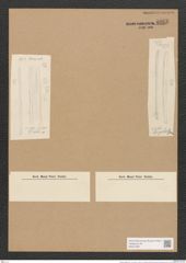 Nitzschia dippelii Grun. (de-Toni-Nr.: Genus 47, Species 2055) Zeichnungen Sammlung Grunow Nr. 4063 (NHMW-BOT-W0371897)